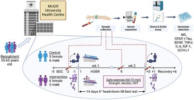 Frontiers | elevated biomarkers of neural injury in older adults